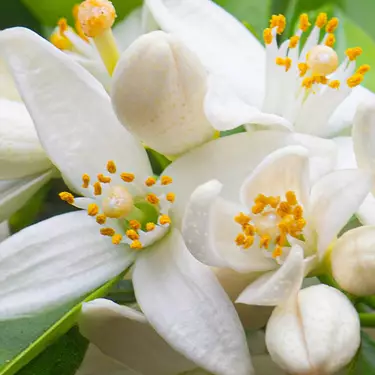 NYX Professional Makeup Coconut Cutie scent middle notes are of white orange blossoms symbolizing middle notes of lily, rose, and orange blossom.