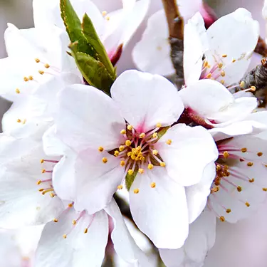 NYX Professional Makeup Caramelt Mami scent top notes are of almond blossom flowers representing top notes of almond blossom, brown sugar, and crisp apple.