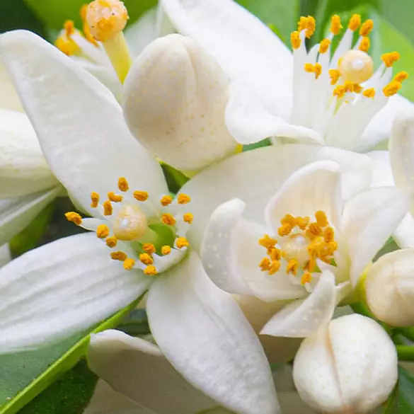 NYX Professional Makeup Coconut Cutie scent middle notes are of white orange blossoms symbolizing middle notes of lily, rose, and orange blossom.
