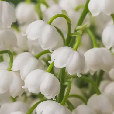 NYX Professional Makeup Juicy Boo Hair & Body Fragrance Mist scent middle notes are of white lilies of the valley flowers symbolizing middle notes of petit grain, lily of the valley, and fresh juniper.