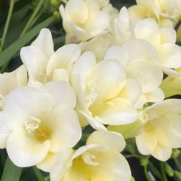 Suga Baddie scent middle notes are white freesia flowers and vanilla orchid, symbolizing middle notes of vanilla cookie, fluffy freesia, and vanilla orchid.