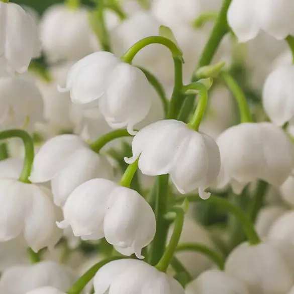 NYX Professional Makeup Fat Oil Body Oil in Juicy Boo scent middle notes are of white lily of the valley flowers symbolizing middle notes of petit grain, lily of the valley, and fresh juniper.